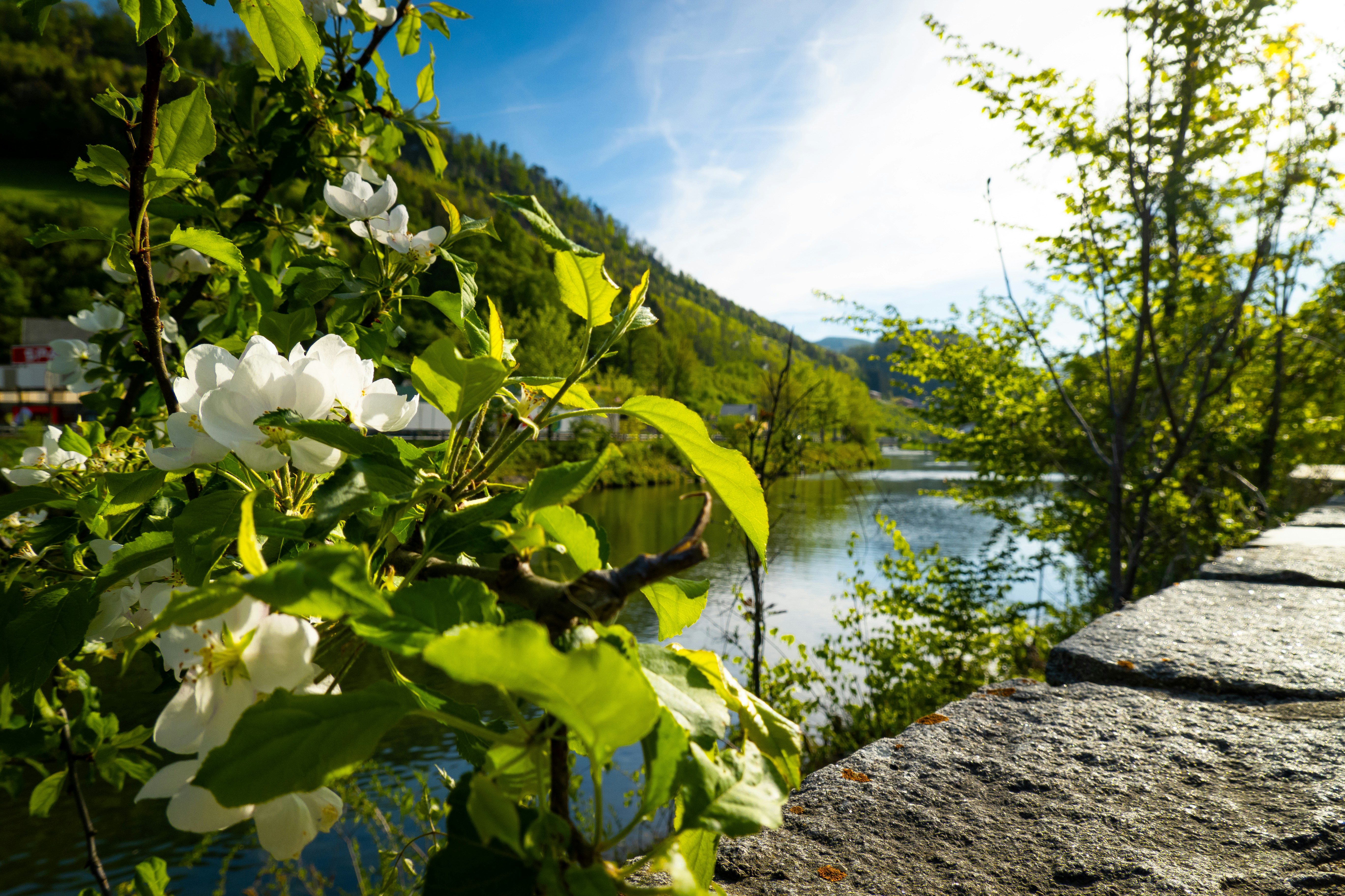 A beautiful day of early spring in Lilienfeld, Marktl Austria / Österreich with some plants / flowers on focus…
