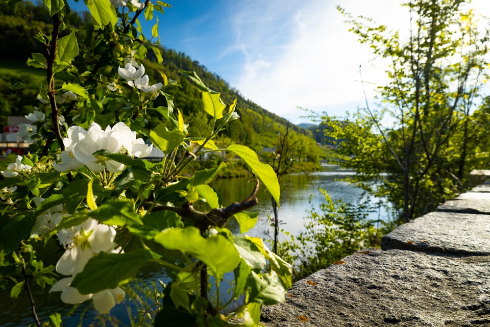 a view of a body of water from a stone wall