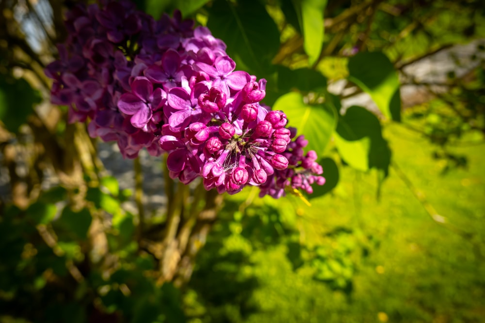 Un primer plano de un ramo de flores moradas