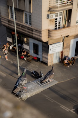 a pigeon sitting on top of a piece of metal