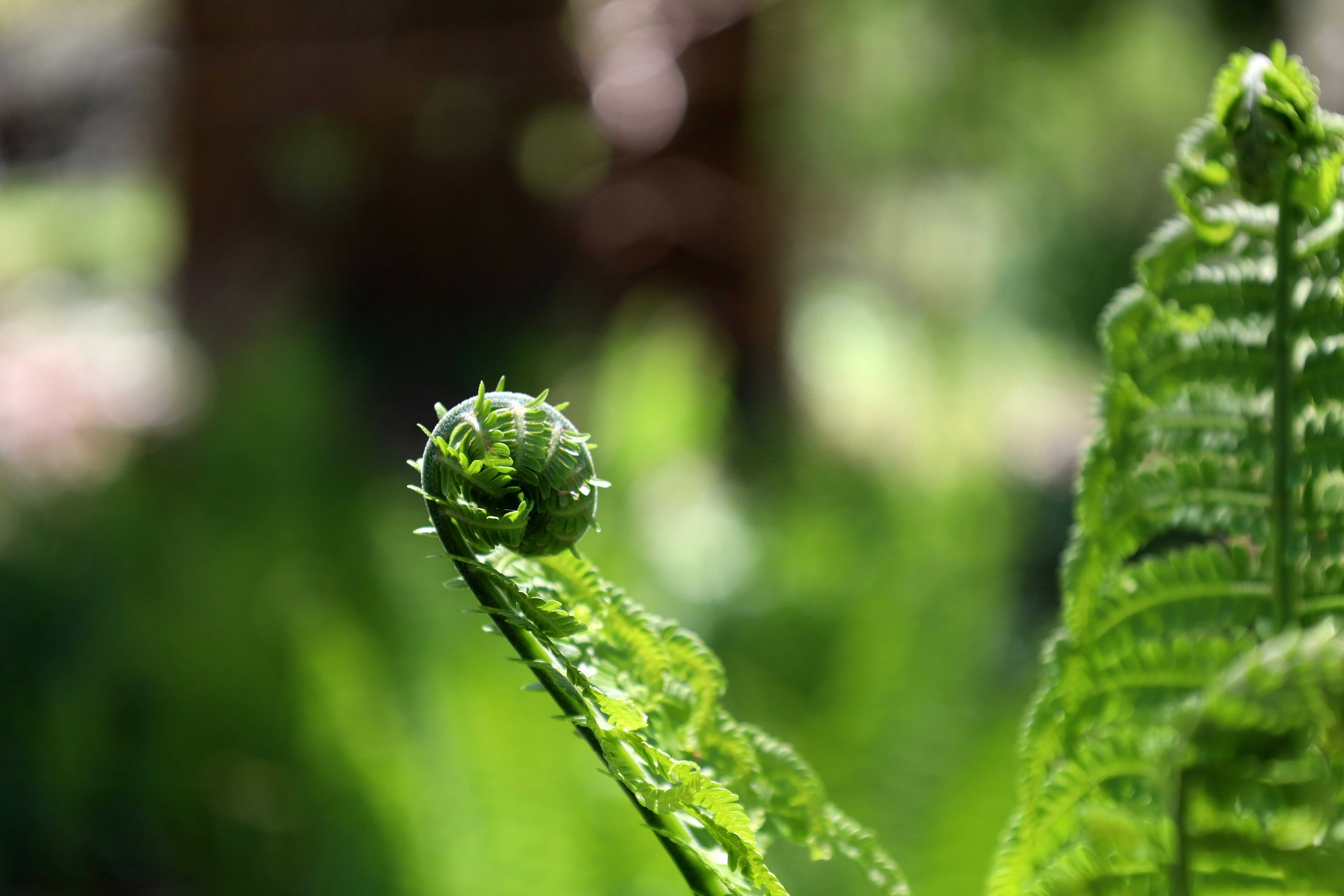 photo-1713132786110-5e61f7bc58fd?ixid=M3wxMjA3fDB8MXxzZWFyY2h8Mnx8bXlvc290aXMlM0ElMjBncm93aW5nJTIwcGVyZmVjdCUyMGZvcmdldC1tZS1ub3RzJTIwaW4lMjB5b3VyJTIwZ2FyZGVufGVufDB8fHx8MTc1MjEzNzgzNHww\u0026ixlib=rb-4.1.0