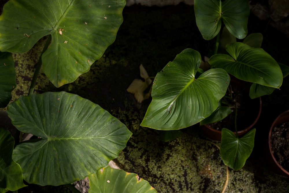 a close up of a plant with large green leaves