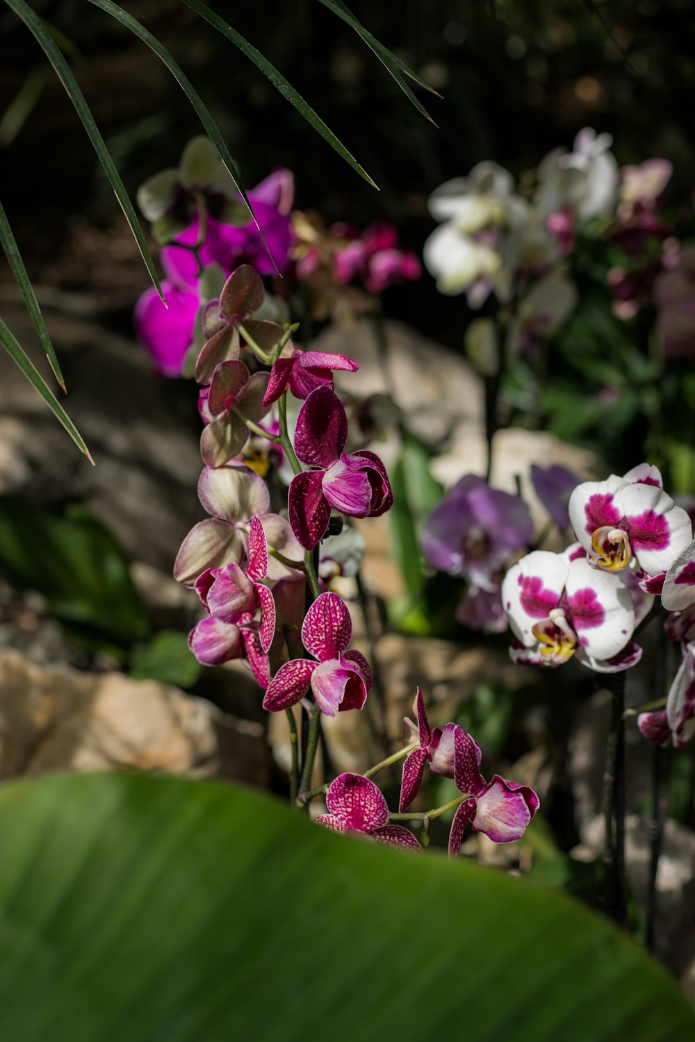 a bunch of flowers that are in the dirt