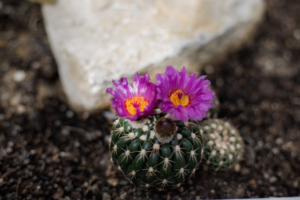 una flor púrpura sentada encima de un cactus verde