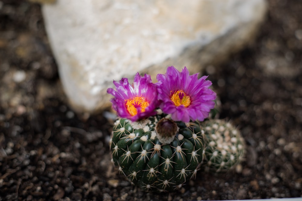 a purple flower sitting on top of a green cactus