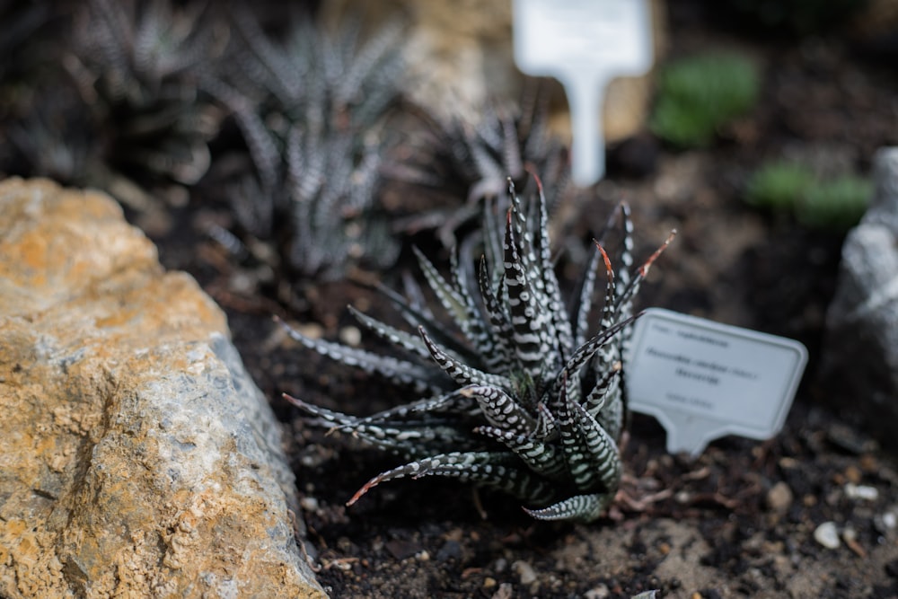 a close up of a plant in a dirt field