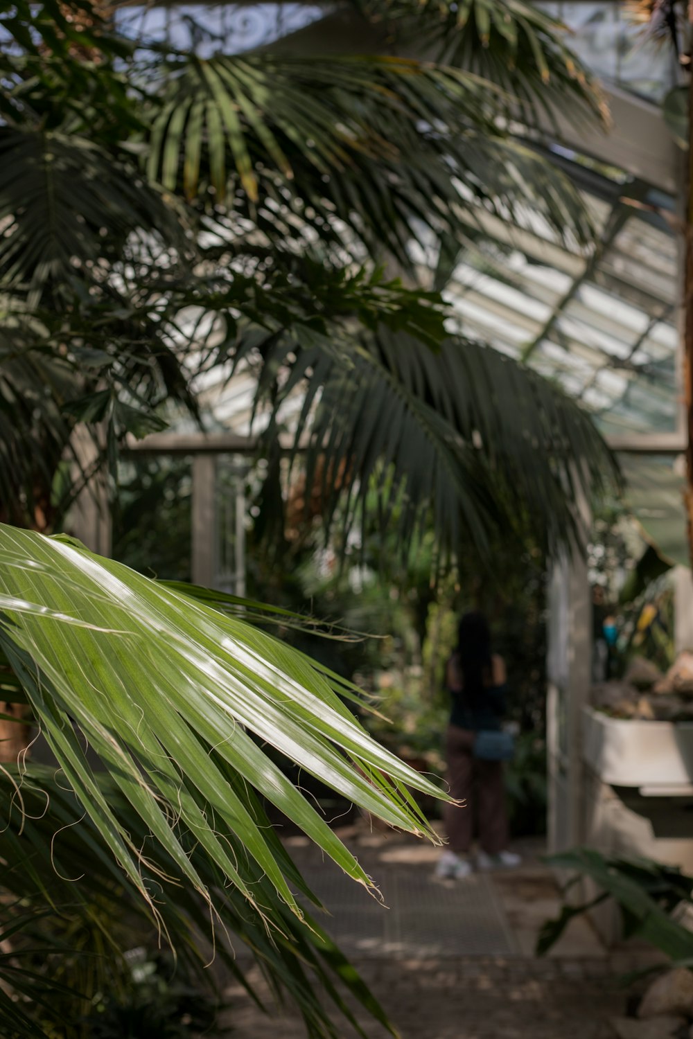 a palm tree in a greenhouse with a person in the background