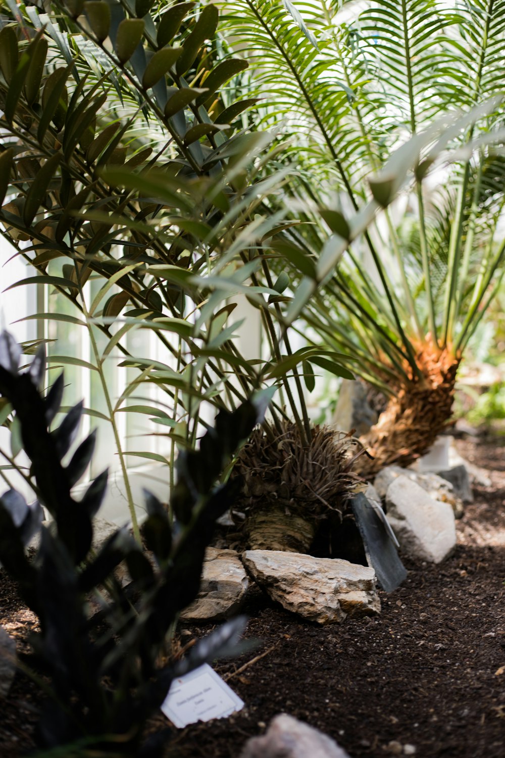 a couple of plants that are sitting in the dirt