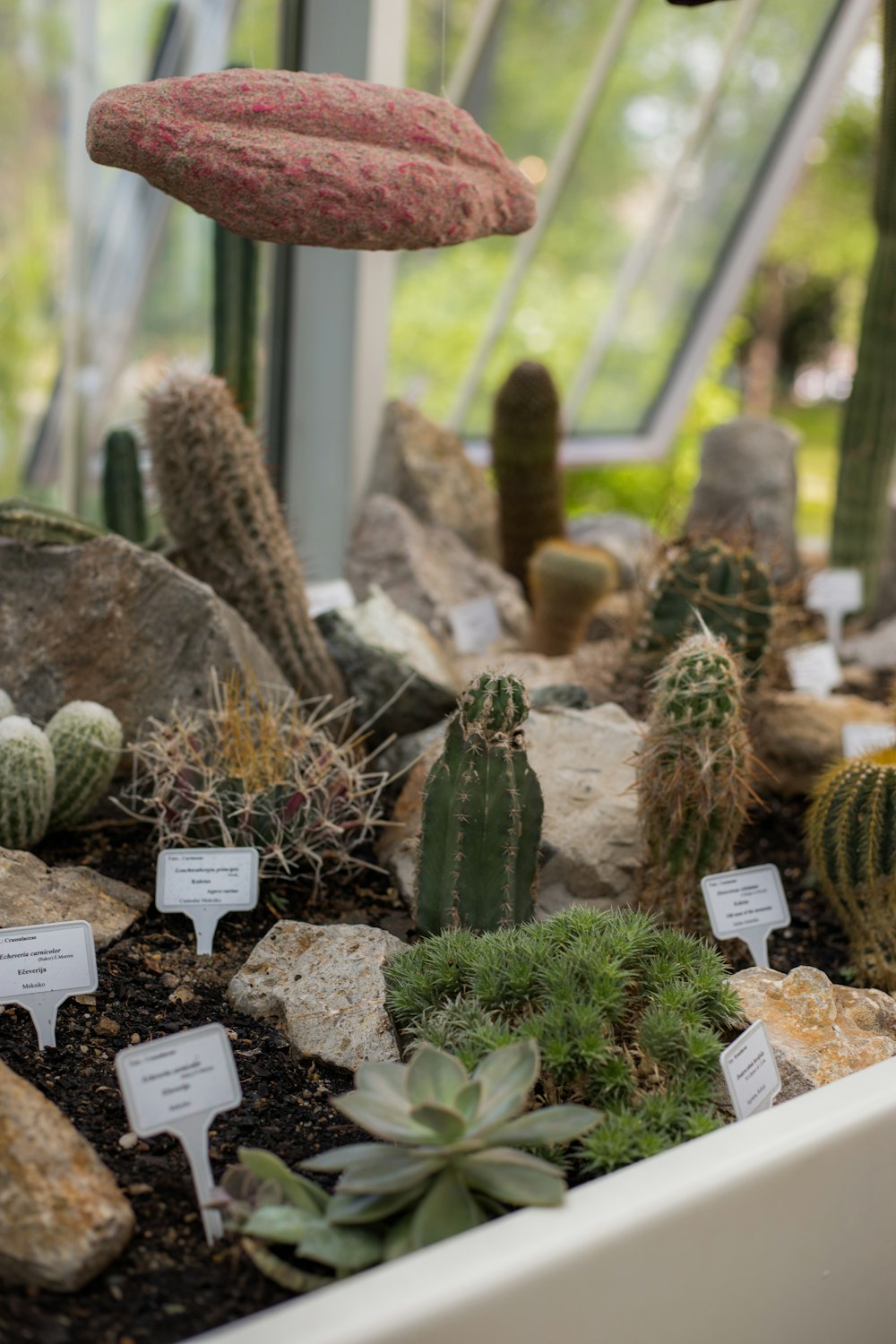 a variety of cactus plants in a greenhouse