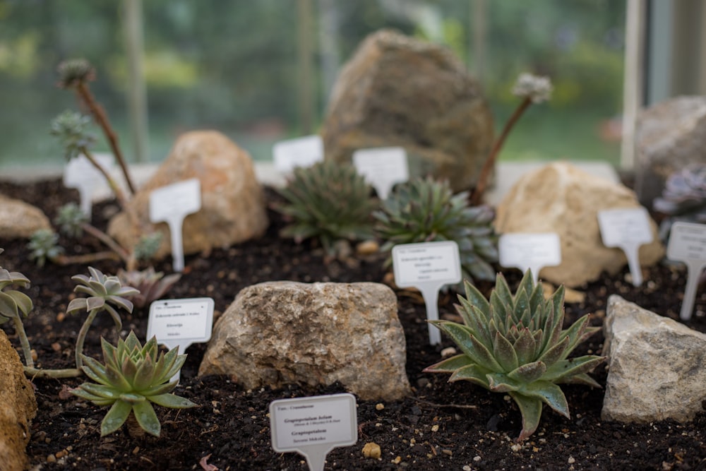 a group of plants that are sitting in the dirt