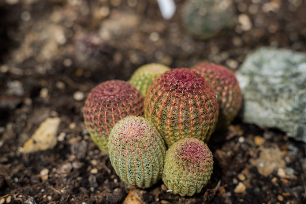 a group of small cactus plants sitting on top of a dirt ground