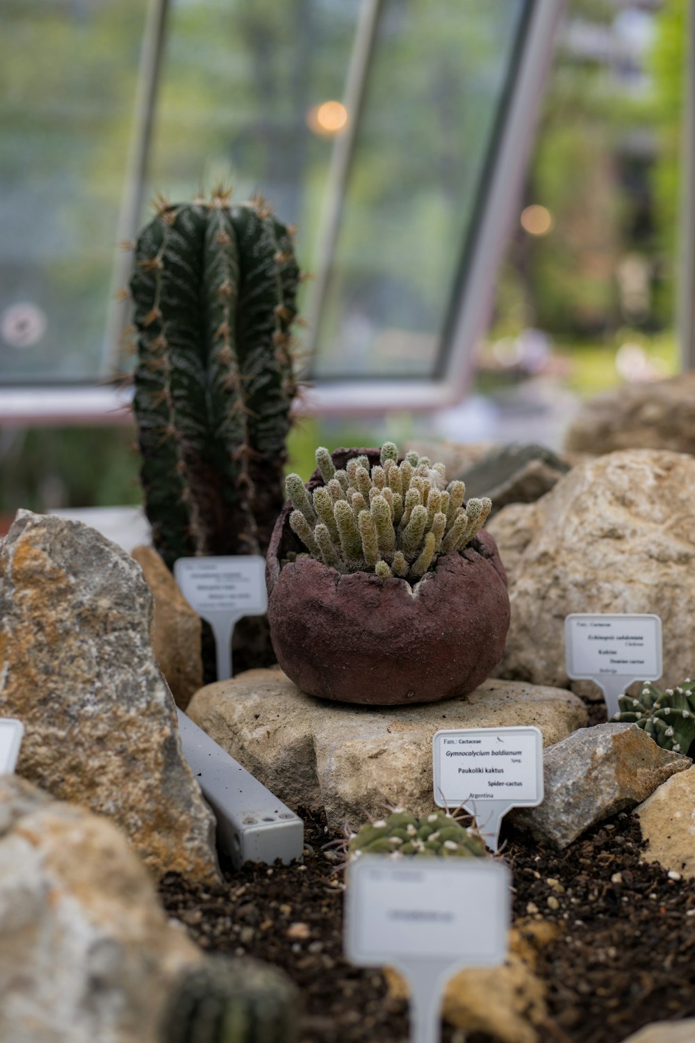 a cactus in a pot on some rocks