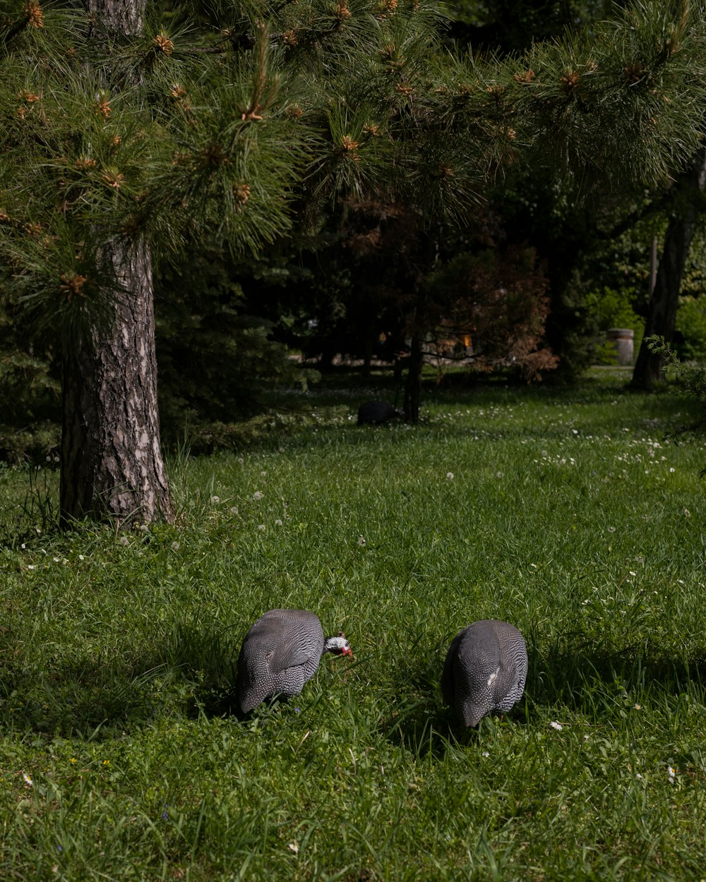 草むらに座っている数羽の鳥