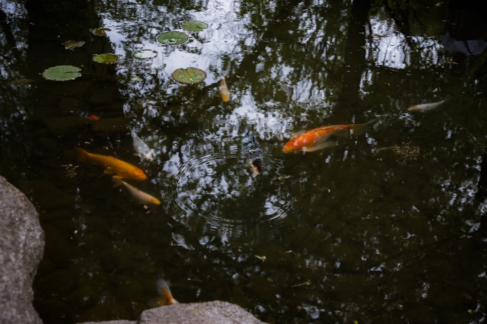 a group of fish swimming in a pond