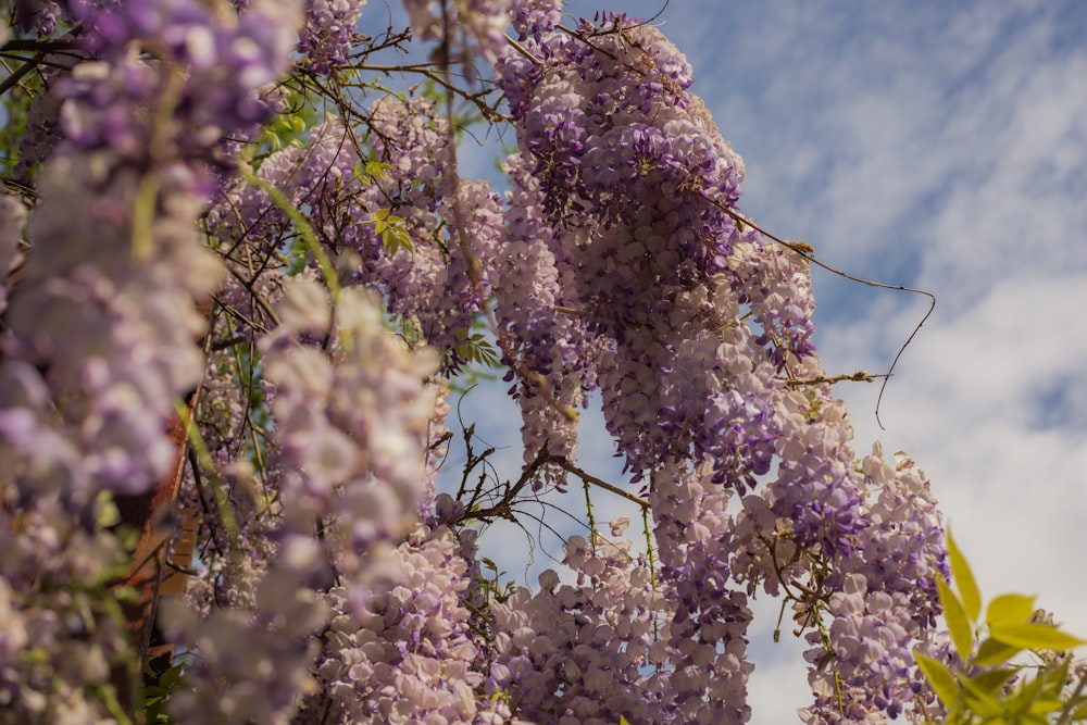 a bunch of purple flowers hanging from a tree