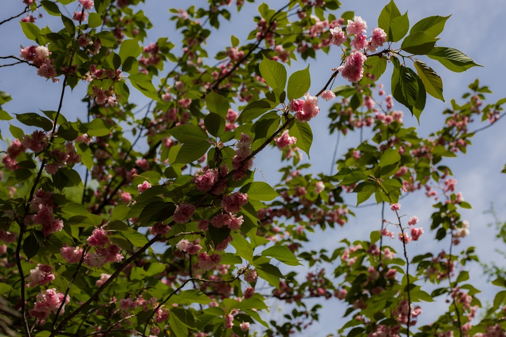 a tree with pink flowers and green leaves