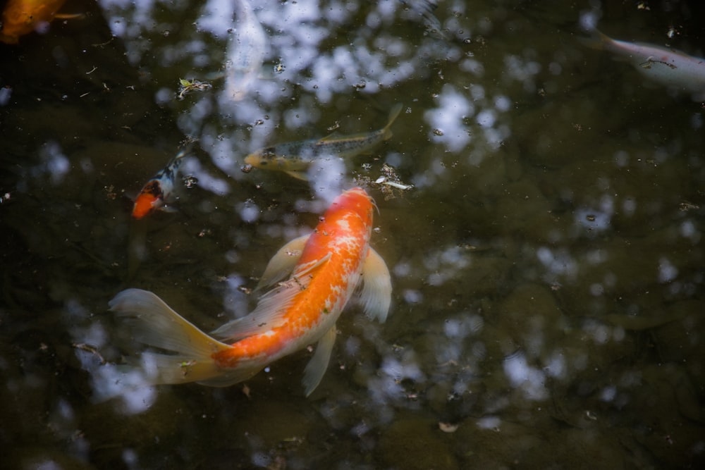 a group of fish swimming in a pond