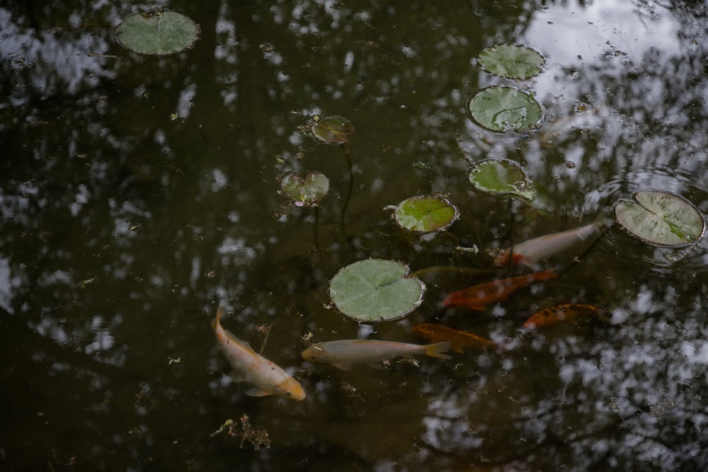 a group of fish swimming in a pond with lily pads