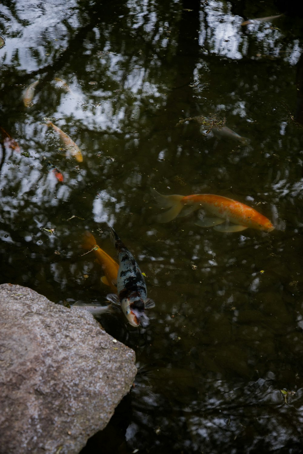 a group of fish swimming in a pond