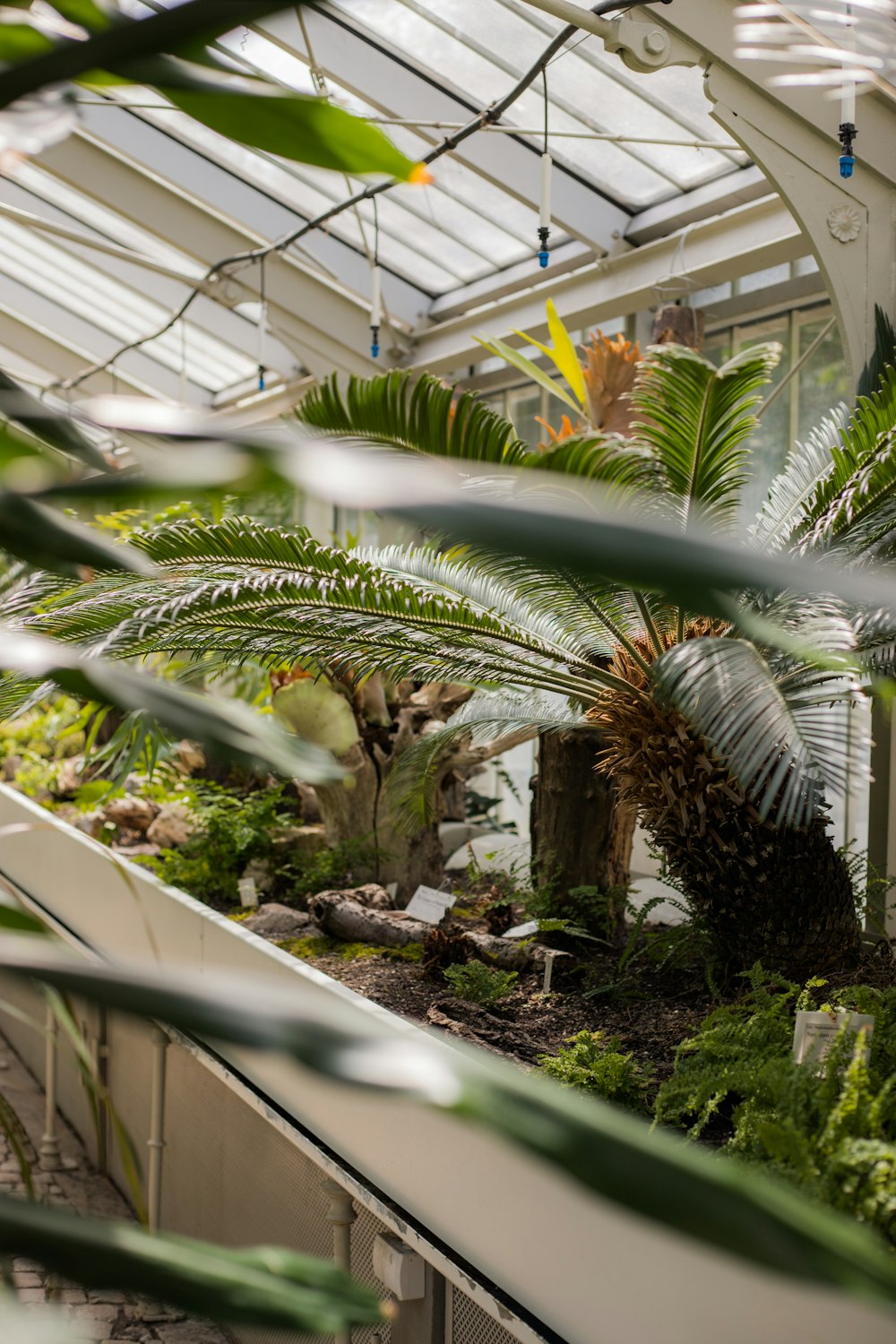 a greenhouse filled with lots of green plants