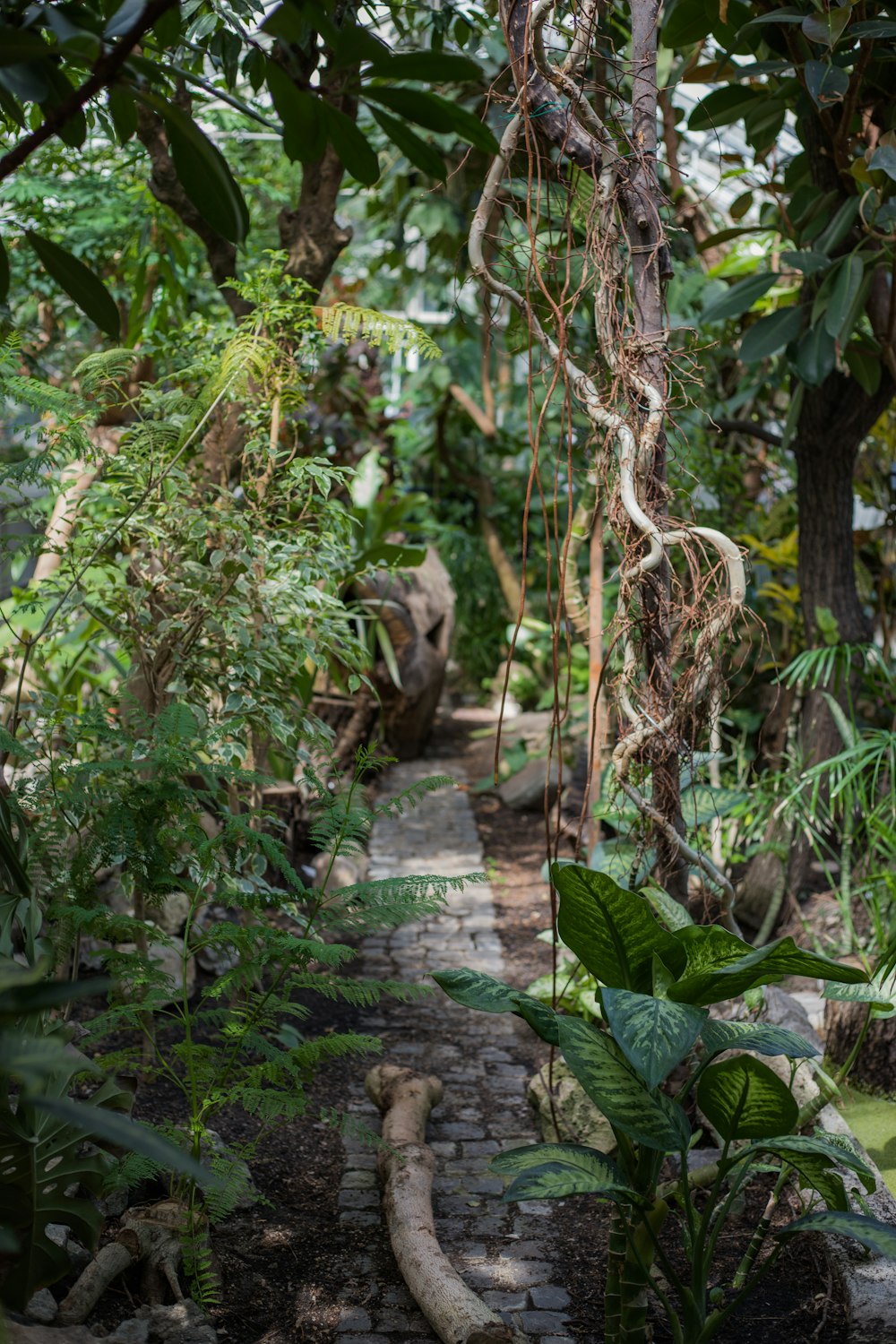 a path in a tropical garden with a stone walkway