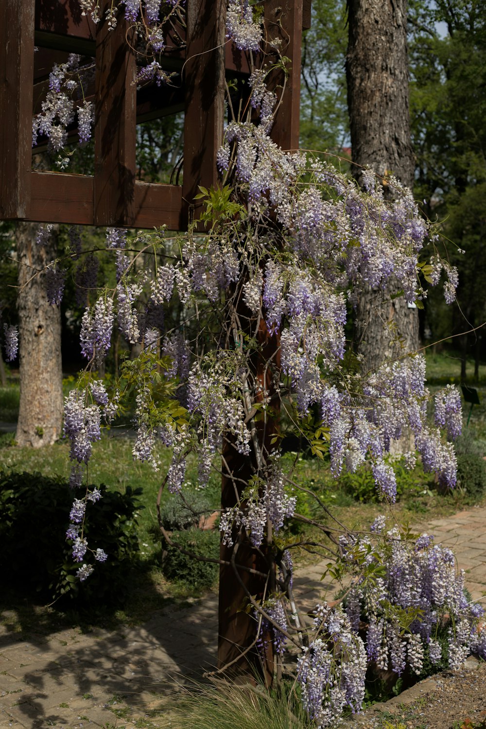 purple flowers growing on a tree in a park