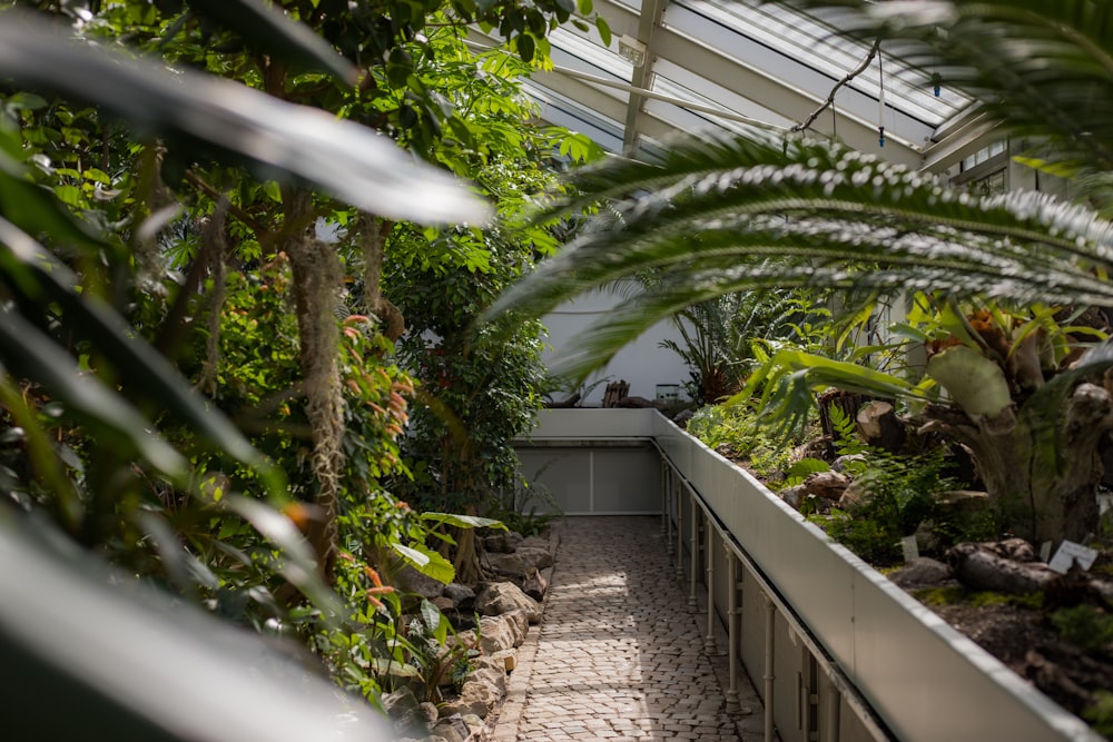 a walkway in a greenhouse with lots of plants