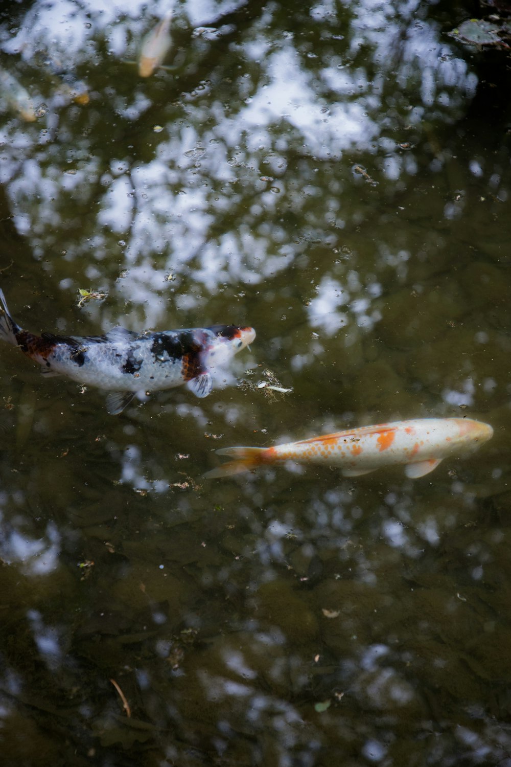 a couple of fish swimming in a pond