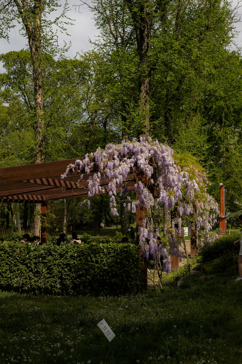 a gazebo covered in purple flowers next to a lush green forest