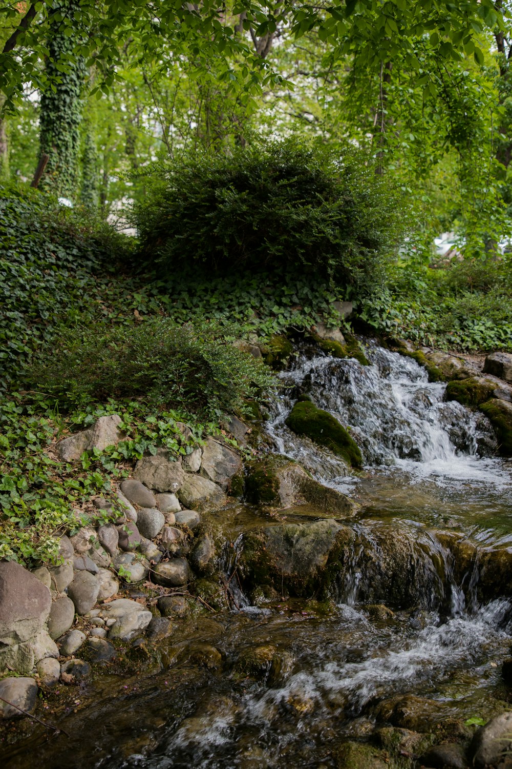 a small stream running through a lush green forest