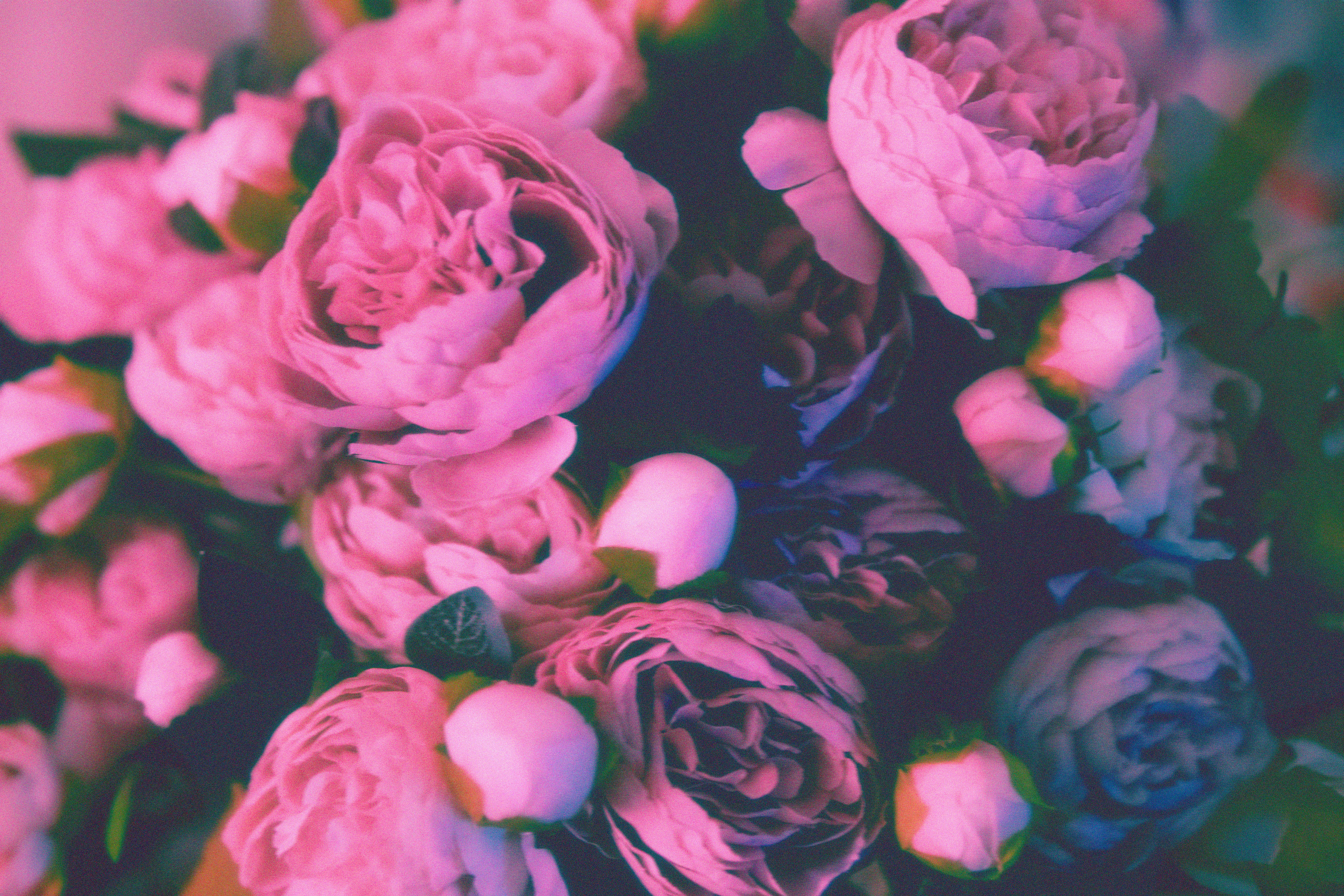 Pink flowers shot on film