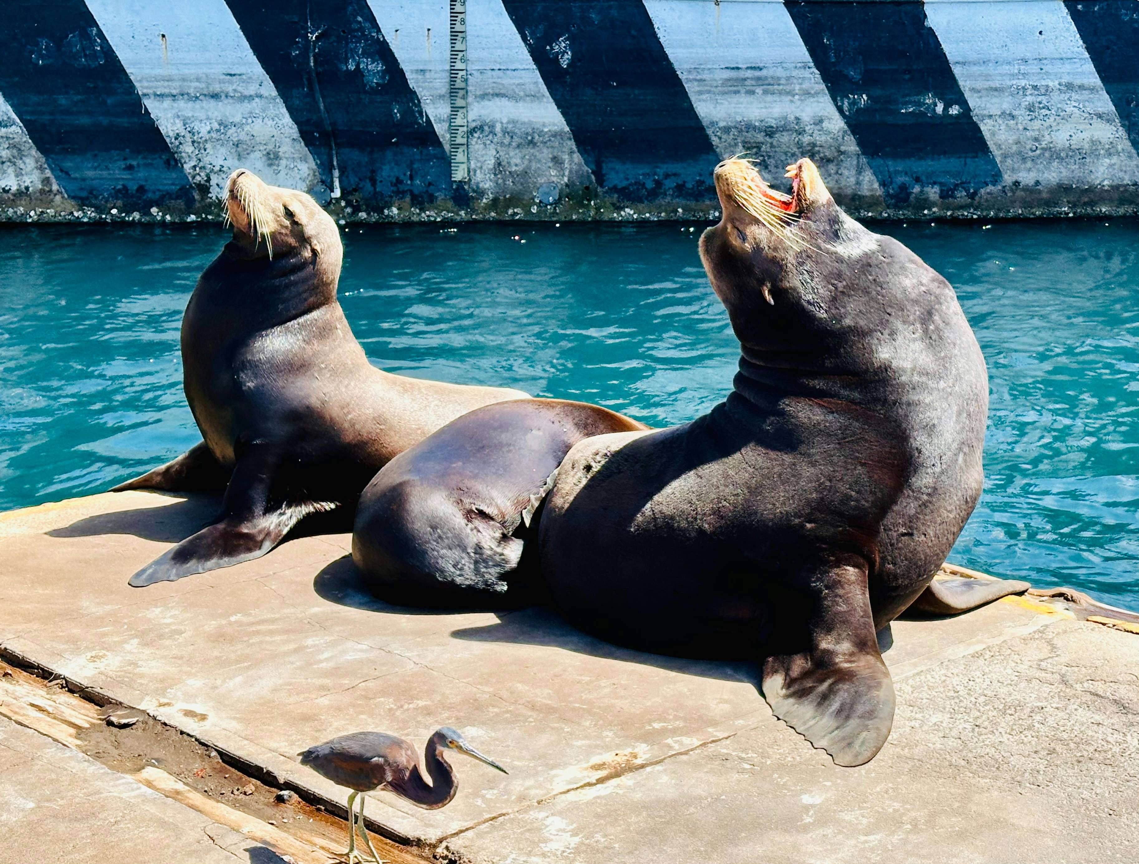 a couple of sea lions sitting on top of a dock