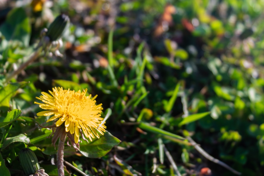 a dandelion is growing in the grass