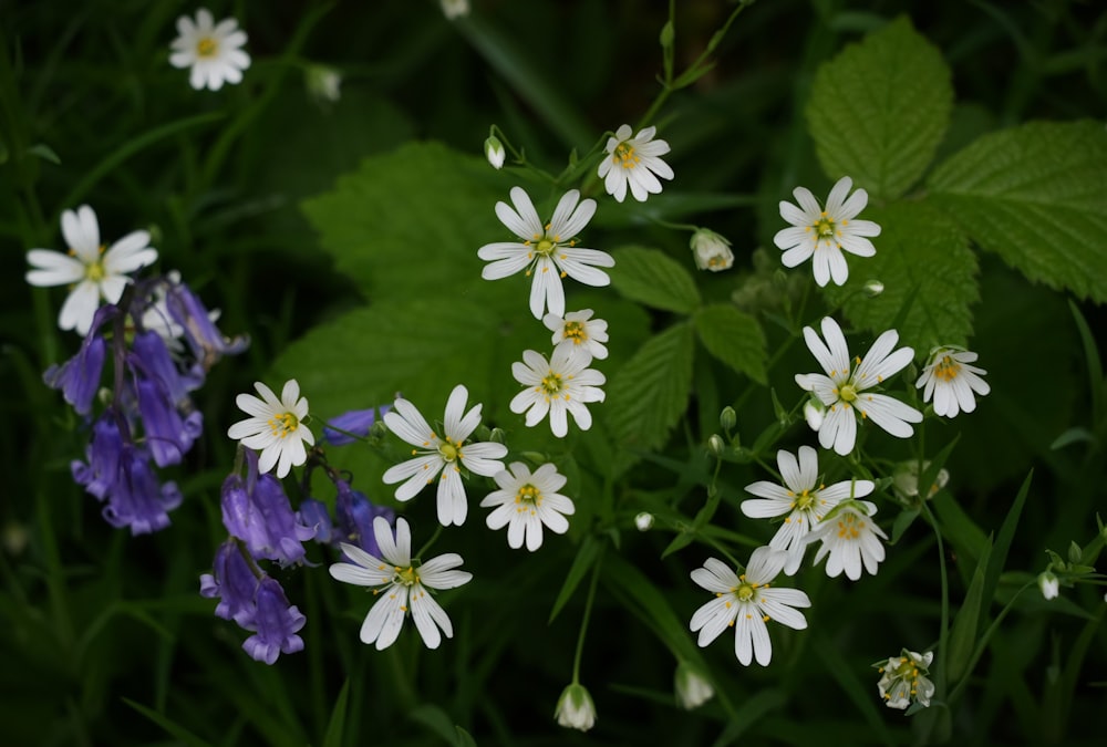 a group of white and purple flowers next to green leaves