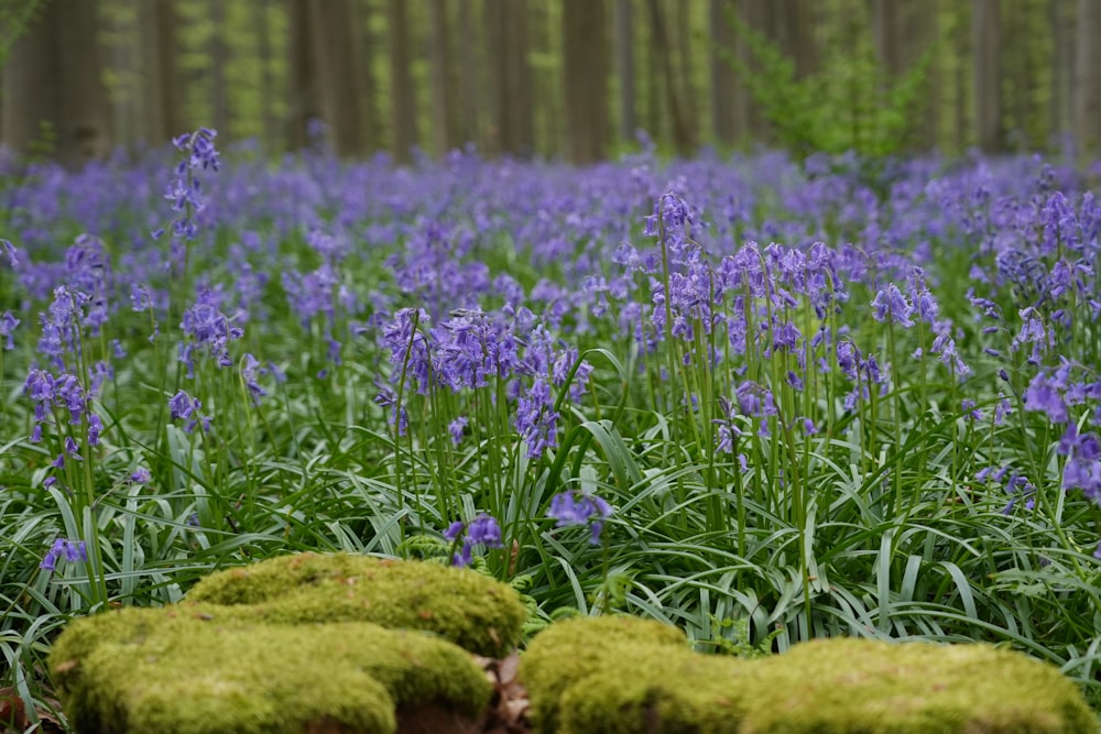 a forest filled with lots of purple flowers