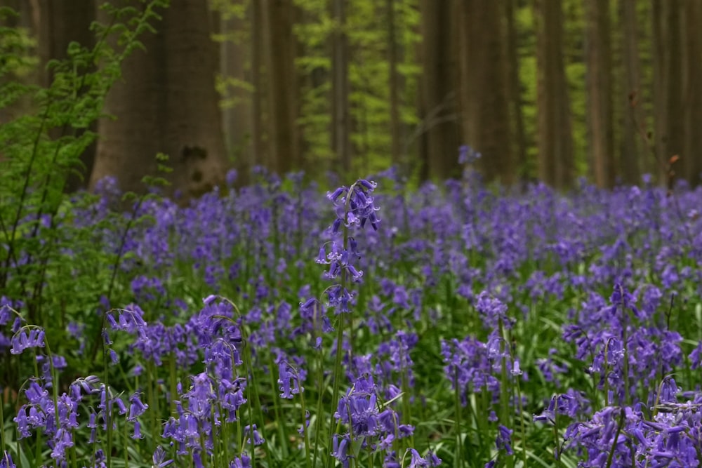 a forest filled with purple flowers next to tall trees