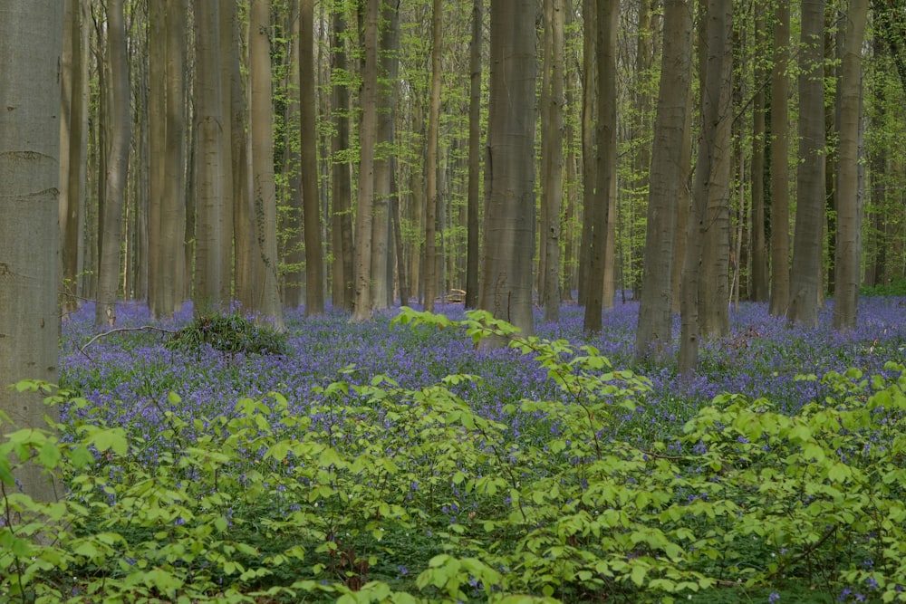 Une forêt remplie de beaucoup d’arbres et de fleurs bleues