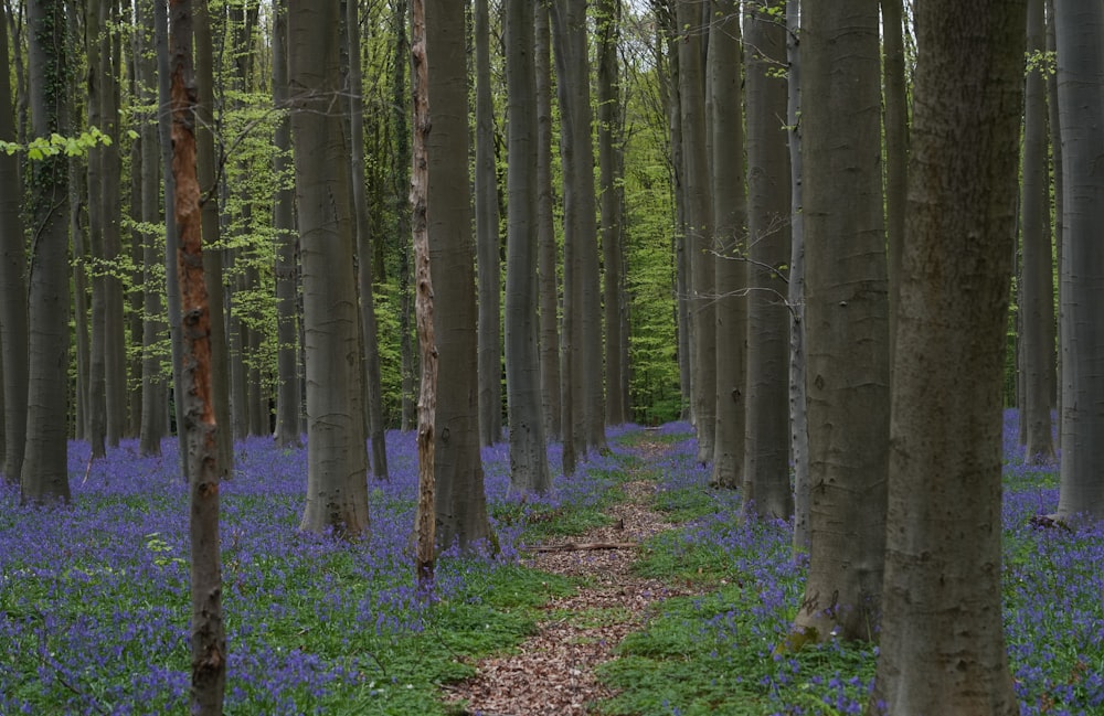 a path through a forest of bluebells in the woods