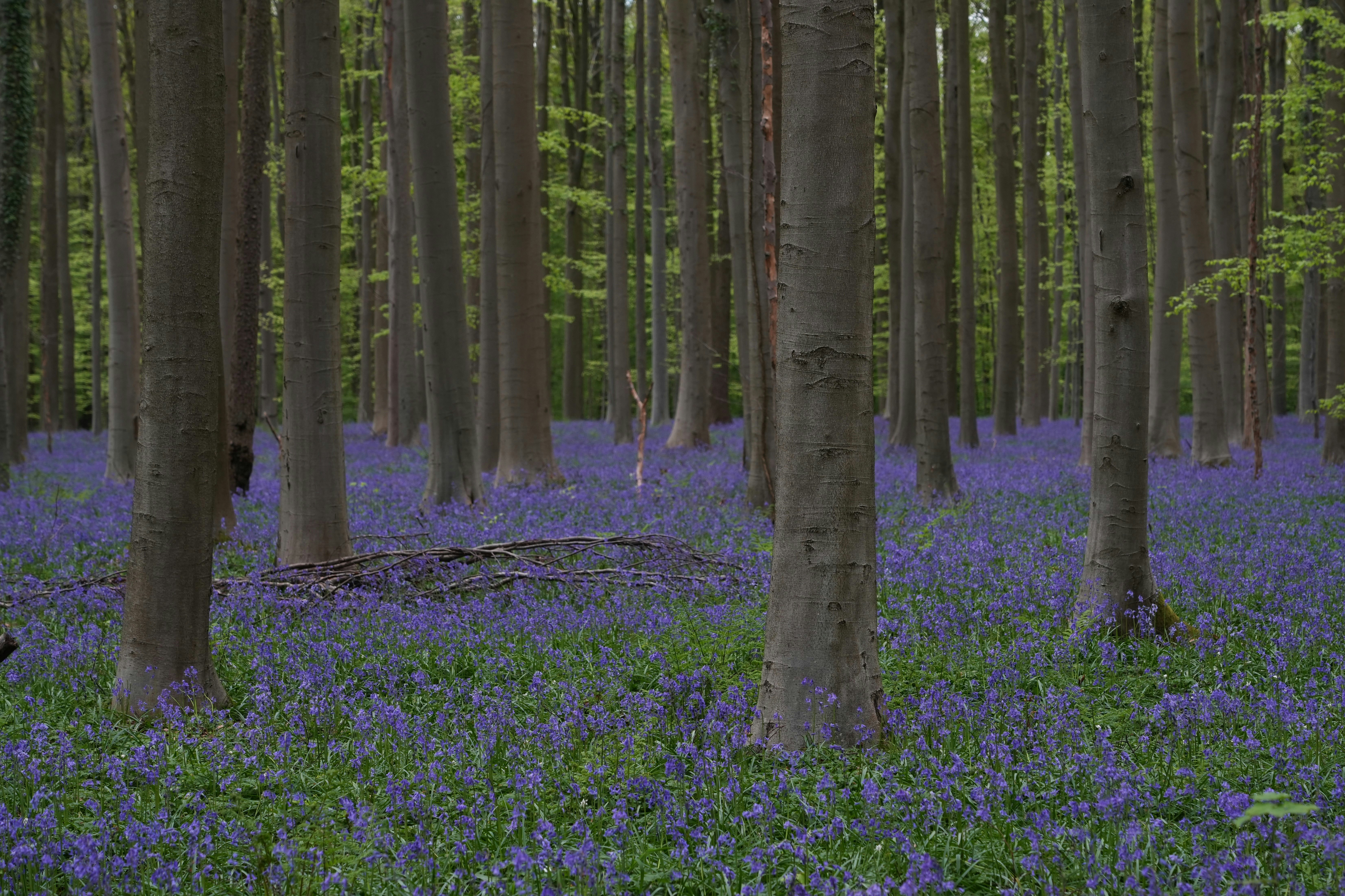 a forest filled with lots of trees and blue flowers