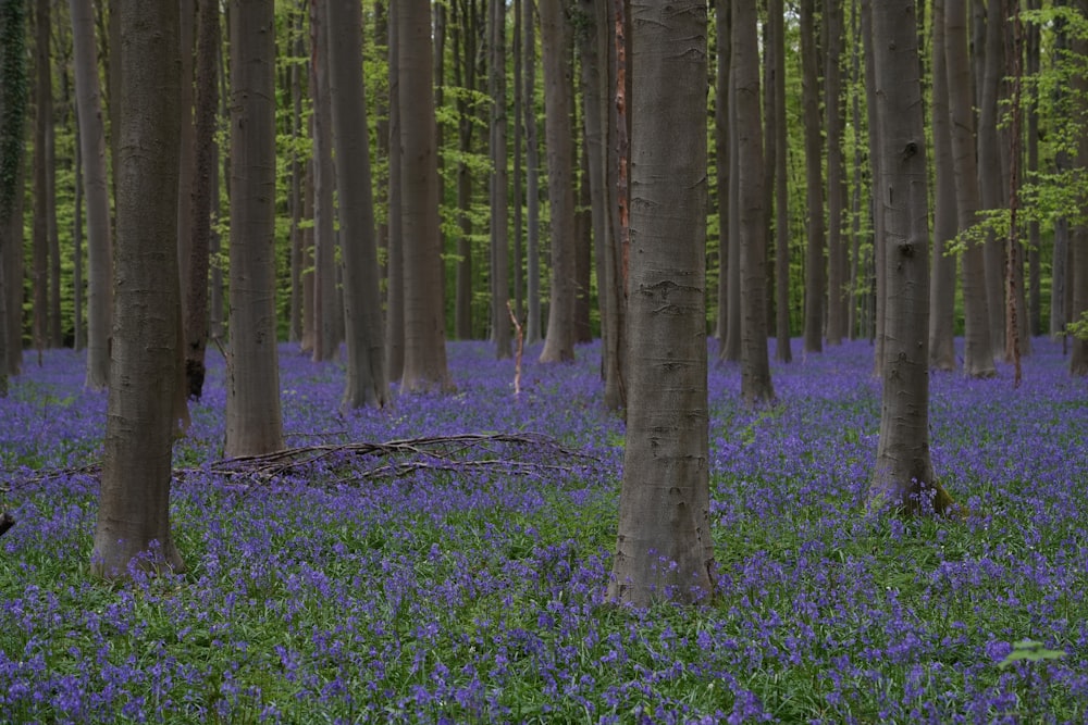 a forest filled with lots of trees and blue flowers