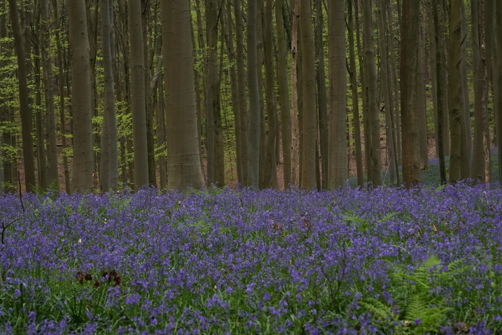 a forest filled with lots of purple flowers