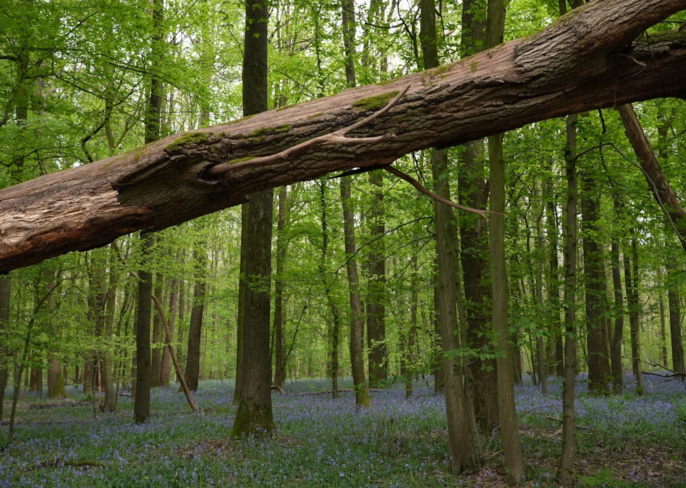uma árvore caída em uma floresta cheia de sinos azuis