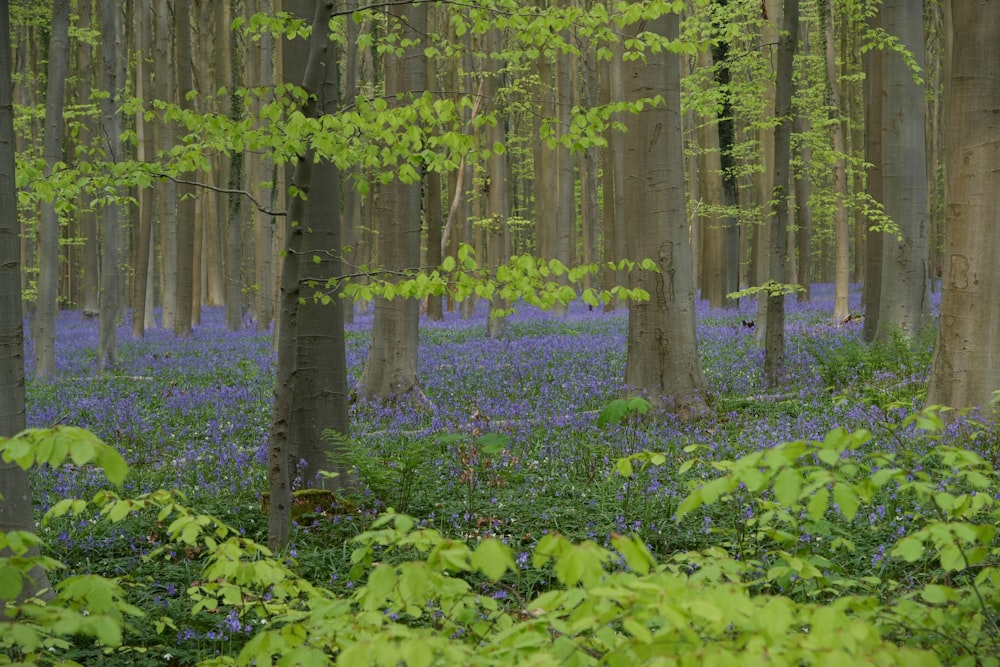 Une forêt remplie de beaucoup d’arbres et de jacinthes des bois