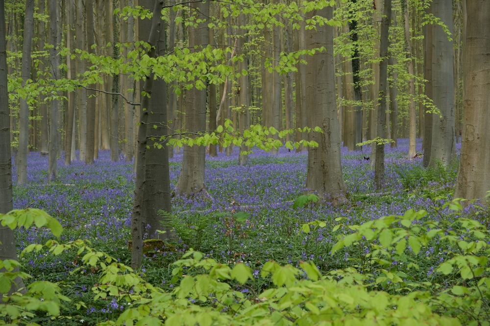 a forest filled with lots of trees and bluebells