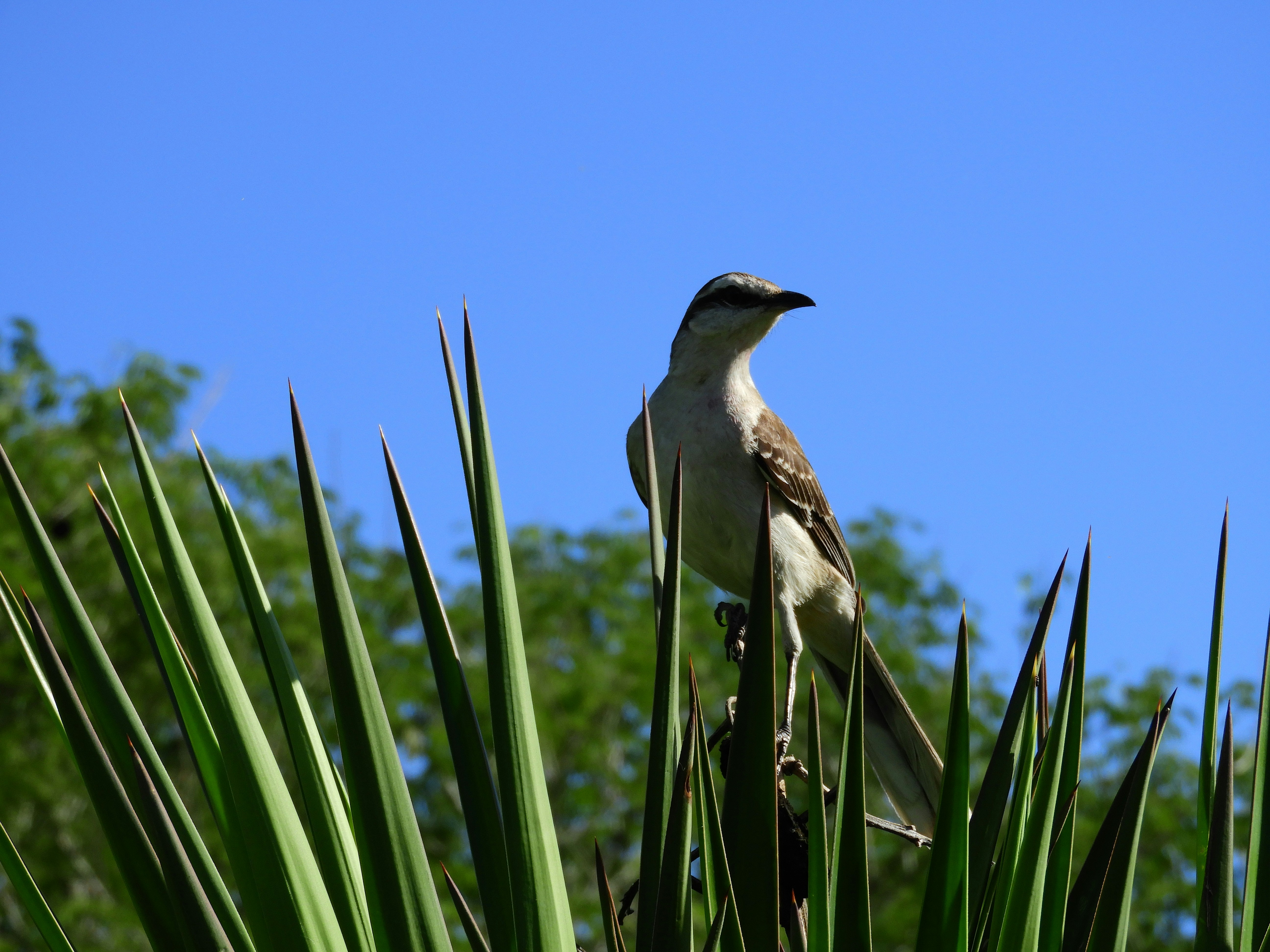 The Prehistoric Giant That Shouldn't Have Flown (image credits: unsplash)