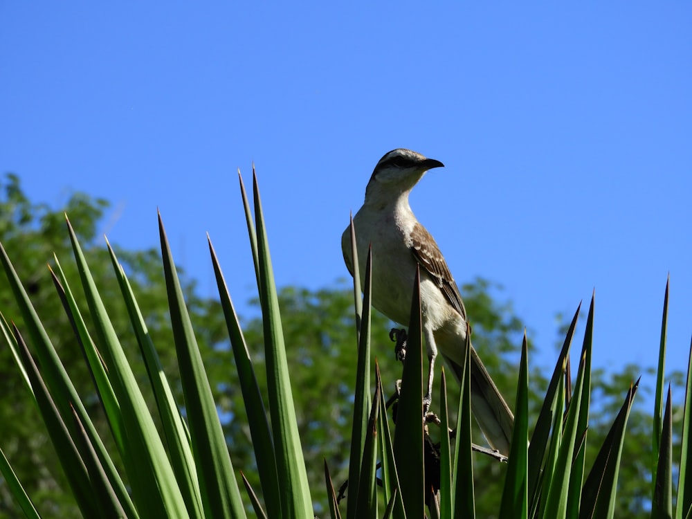 a bird sitting on top of a tall green plant