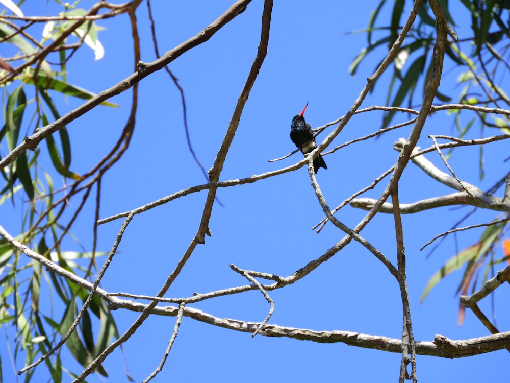 a bird sitting on a branch of a tree