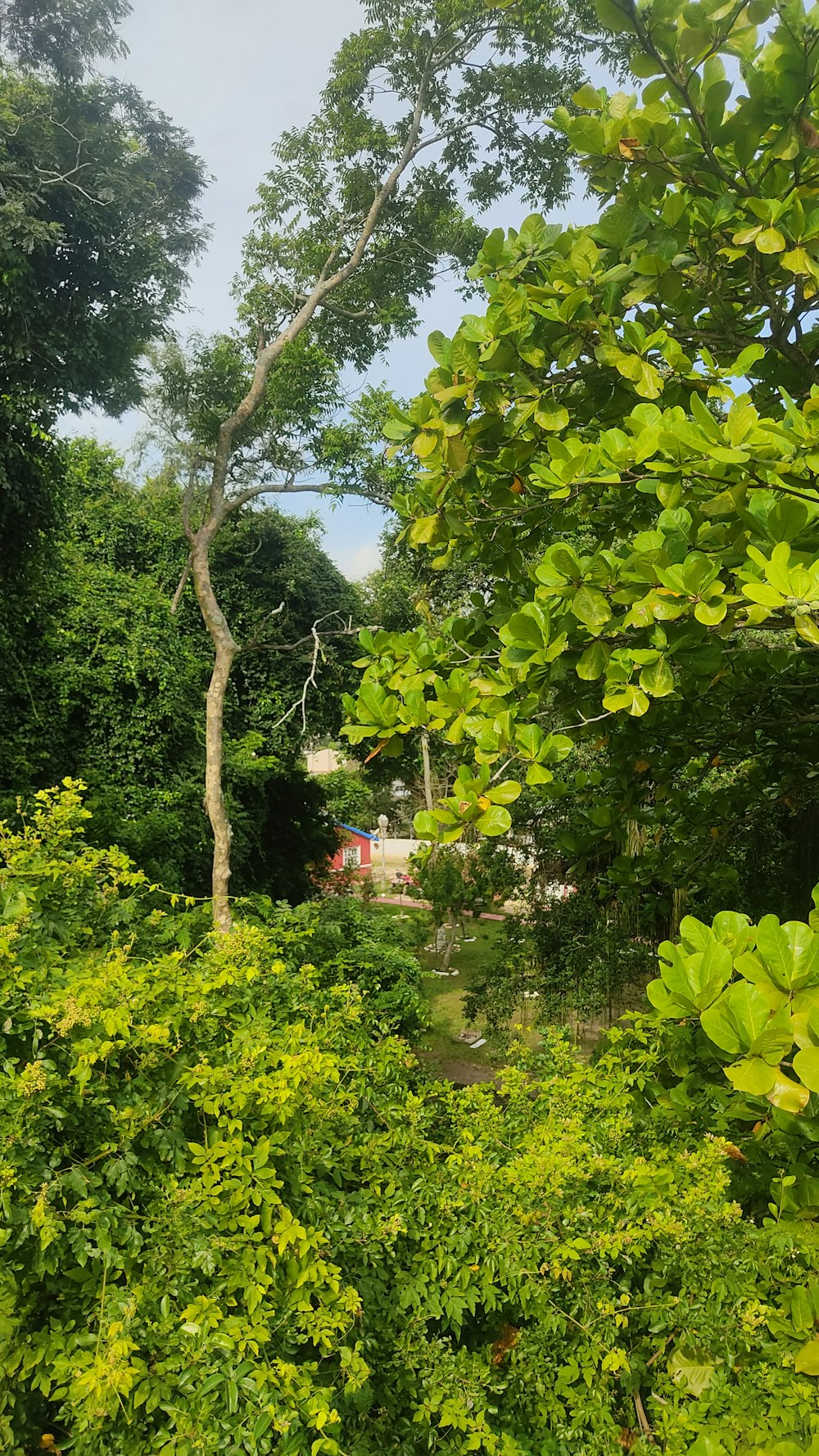 a lush green forest filled with lots of trees