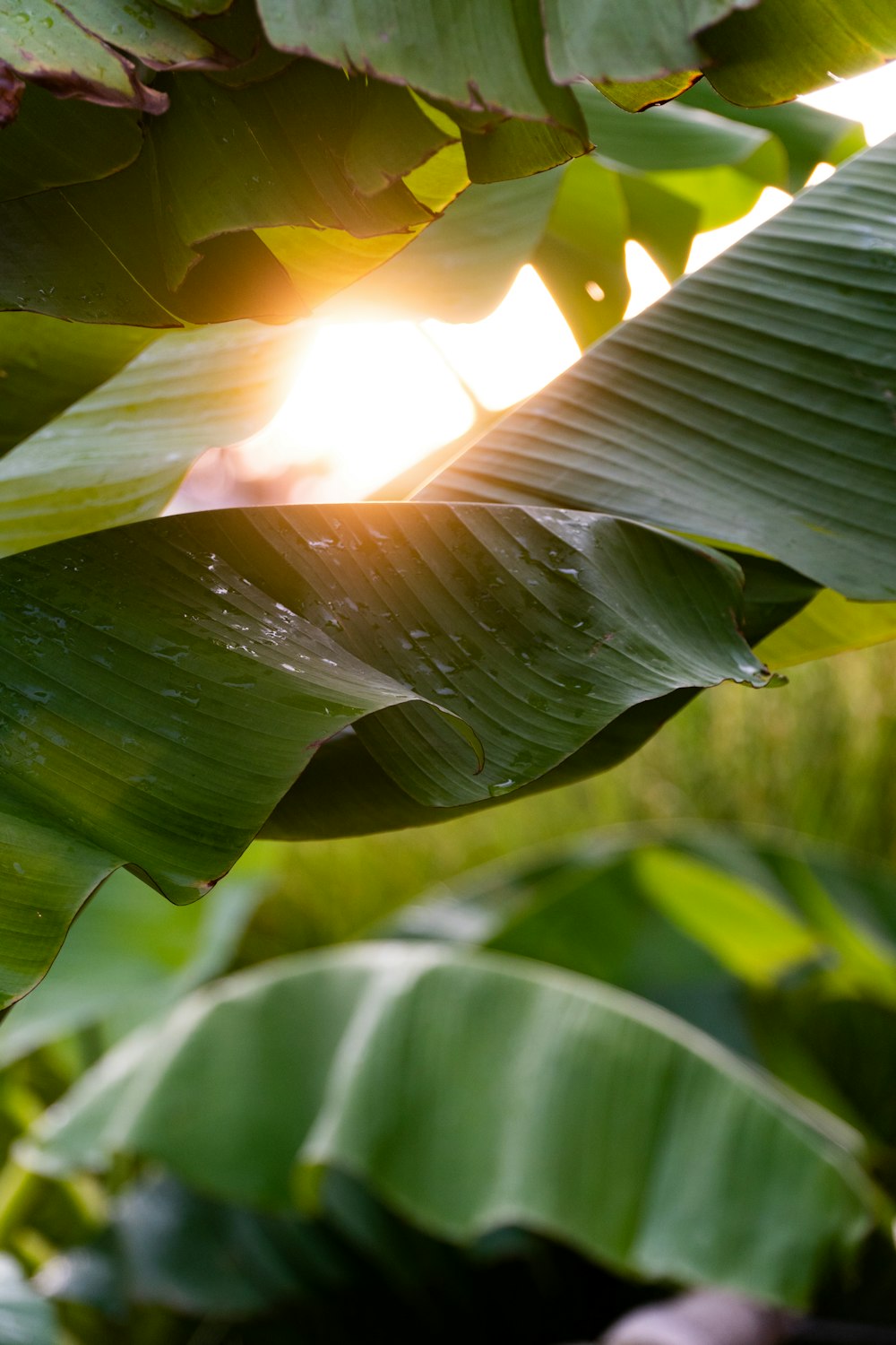 a banana tree with the sun shining through the leaves