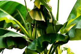 a banana tree with lots of green leaves